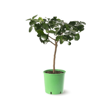 Citron Vert 80 cm - clicktofournisseur.com