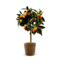 Kumquat 80 cm - clicktofournisseur.com
