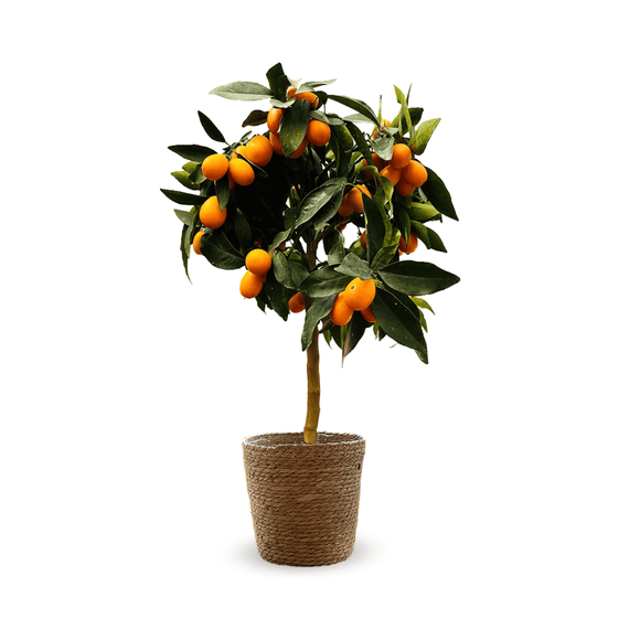 Kumquat 80 cm - clicktofournisseur.com