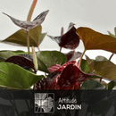 Anthurium Black 70 cm - clicktofournisseur.com