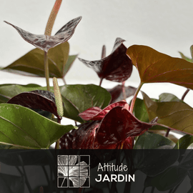 Anthurium Black 70 cm - clicktofournisseur.com