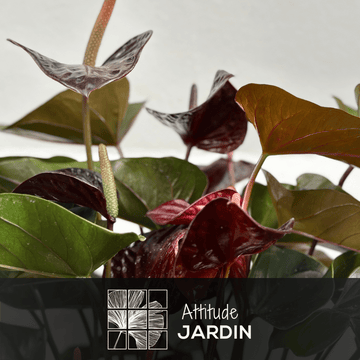 Anthurium Black 70 cm - clicktofournisseur.com