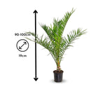 Phoenix Canariensis 90 cm - clicktofournisseur.com