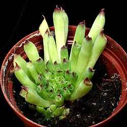 Sempervivum calcareum 'Monstruosum'