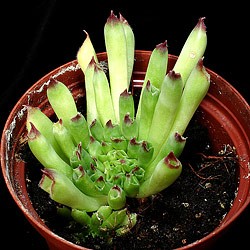 Sempervivum calcareum 'monstruosum'