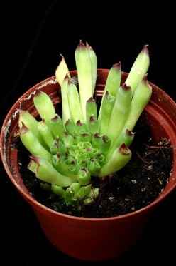 Sempervivum calcareum 'Monstruosum'