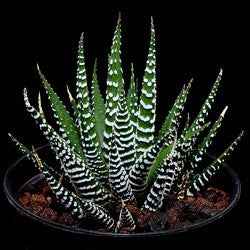 Haworthia fasciata
