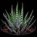 Haworthia fasciata