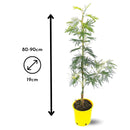 Mimosa Gaulois Tige 90 cm - clicktofournisseur.com