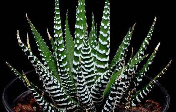 Haworthia fasciata