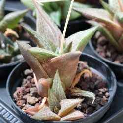 Haworthia venosa