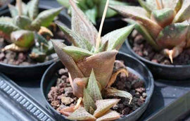 Haworthia venosa