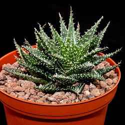 Aloe haworthioides