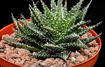 Aloe haworthioides