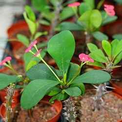 Euphorbia milii