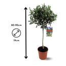 Olivier Europaea 90 cm - clicktofournisseur.com