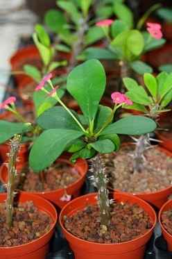 Euphorbia milii