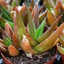 Aloe Black Gem