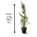 Rhus Viminalis Faux Bambou 100 cm - clicktofournisseur.com
