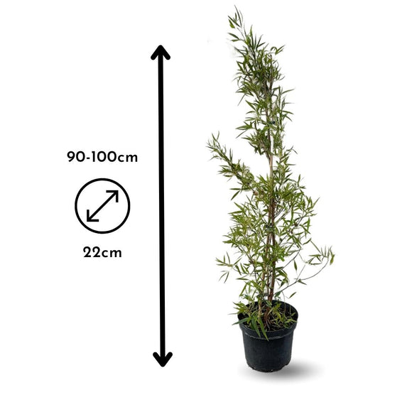 Rhus Viminalis Faux Bambou 100 cm - clicktofournisseur.com