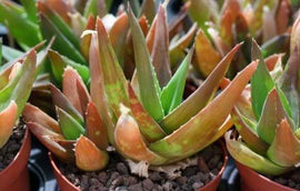 Aloe Black Gem