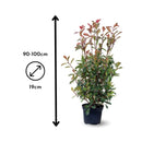 Photinia Red Robin 100 cm - clicktofournisseur.com