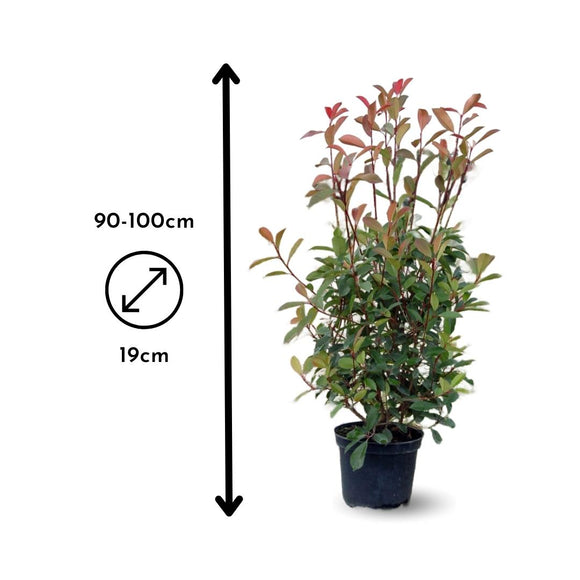Photinia Red Robin 100 cm - clicktofournisseur.com