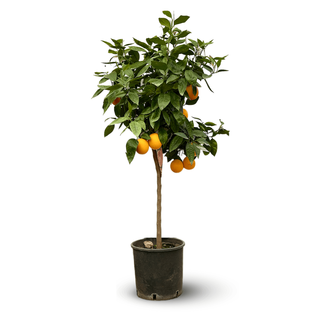 Oranger 120 cm - clicktofournisseur.com