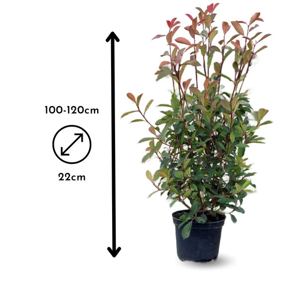 Photinia Red Robin 120 cm - clicktofournisseur.com