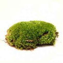 Boules de mousse Leucobryum Glaucum
