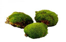 Boules de mousse Leucobryum Glaucum