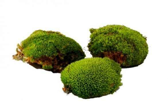 Boules de mousse Leucobryum Glaucum