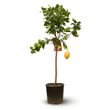 Citronnier Limon 120 cm - clicktofournisseur.com