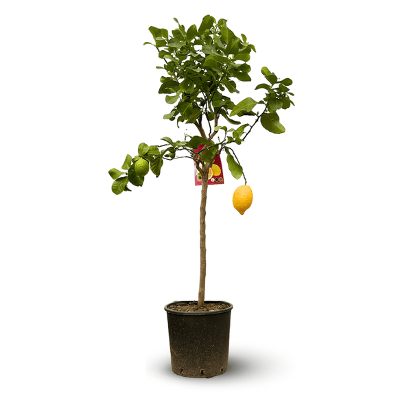 Citronnier Limon 120 cm - clicktofournisseur.com