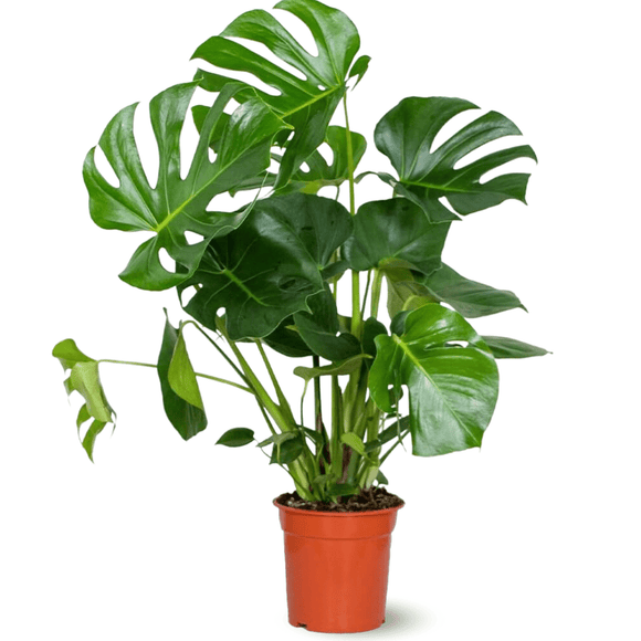 Monstera Deliciosa 90 cm - clicktofournisseur.com