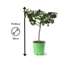 Citron Vert 80 cm - clicktofournisseur.com