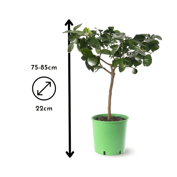 Citron Vert 80 cm - clicktofournisseur.com