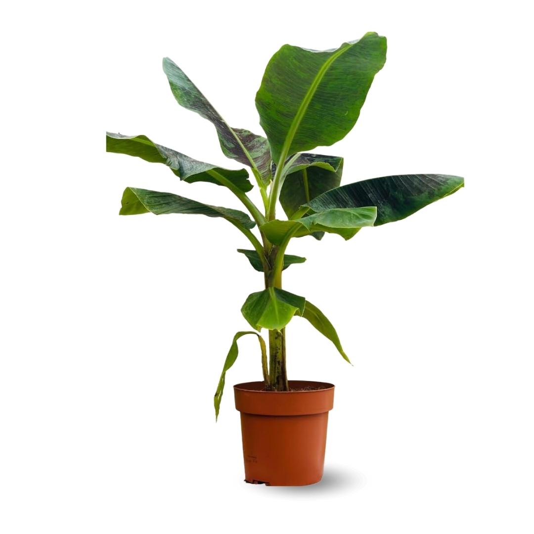 Bananier Musa 70 cm - clicktofournisseur.com