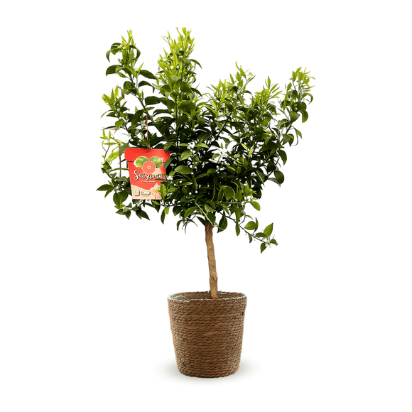 Mandarinier Satsuma 80 cm - clicktofournisseur.com