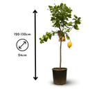 Citronnier Limon 120 cm - clicktofournisseur.com