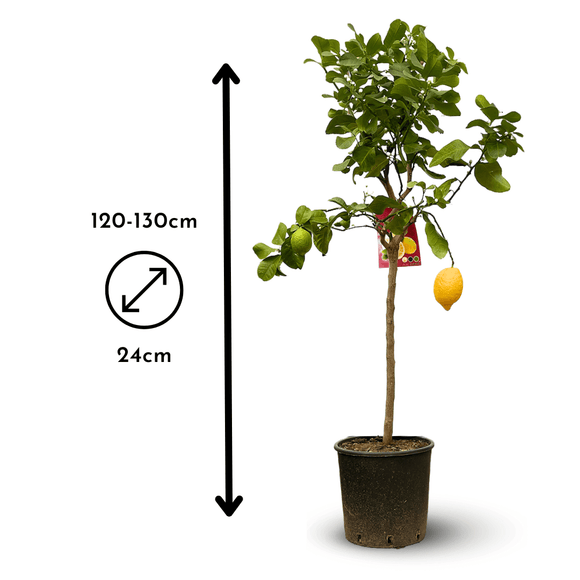 Citronnier Limon 120 cm - clicktofournisseur.com