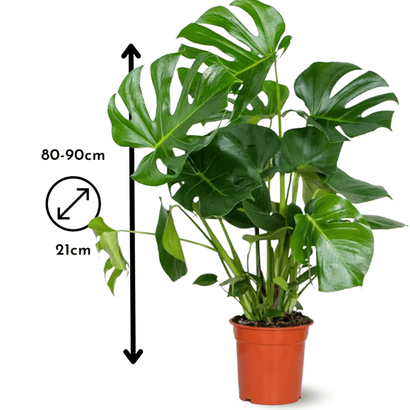 Monstera Deliciosa 90 cm - clicktofournisseur.com