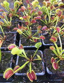 Dionaea muscipula Dracula