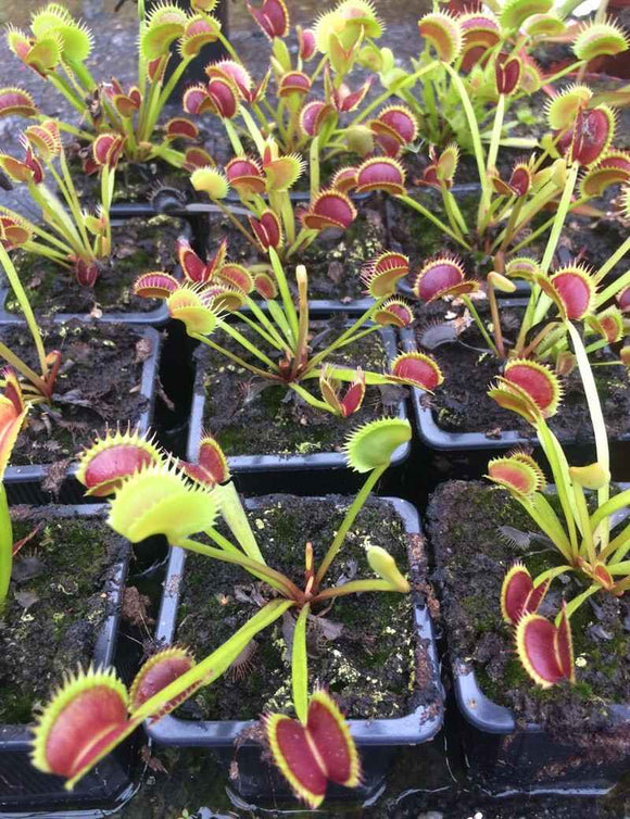 Dionaea muscipula Dracula