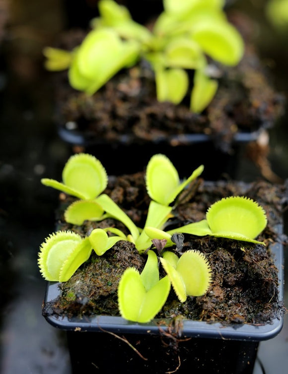 Dionaea sawtooth verte - Plante carnivore époustouflante
