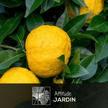 Citronnier Yuzu 80 cm - clicktofournisseur.com
