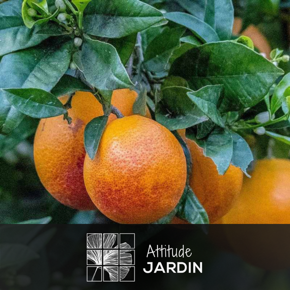 Oranger Sanguin 80 cm - clicktofournisseur.com
