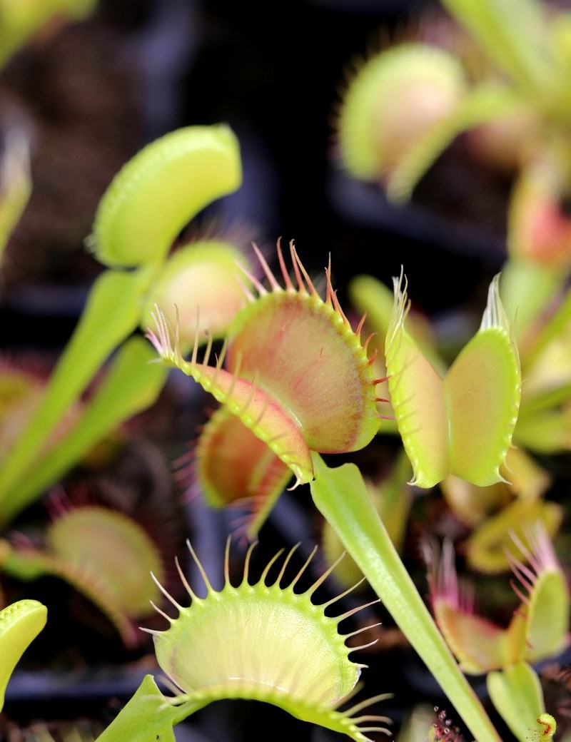 Dionée fine tooth rouge 'clone 1' - Dionaea muscipula 'fine tooth x red'