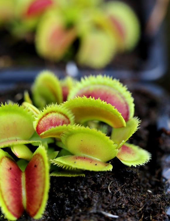 Dionaea muscipula 'bristle tooth' plante carnivore à ne pas manquer