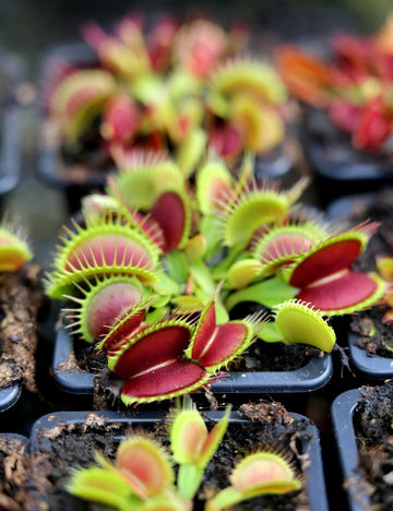 Dionaea muscipula clone 2 'fine tooth x red'